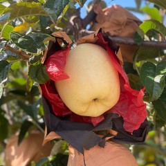 山东威海慕雪维纳斯苹果(果径80-85，4.5斤9枚礼盒)