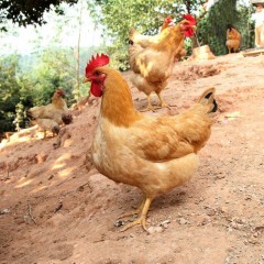 【顺丰包邮】三黄鸡2只、3只、4只随意选（每只鸡约700g)