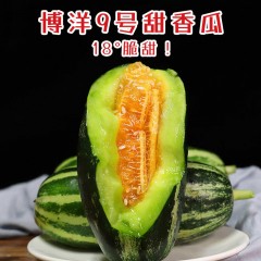 山东博洋9号蜜瓜(4.5-5斤)