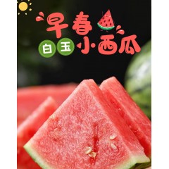 安徽早春红玉西瓜(4.5-5斤)