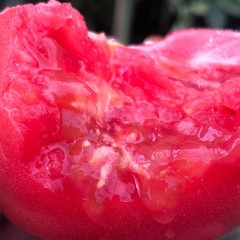 平谷沙瓤西红柿5斤、10斤随意选