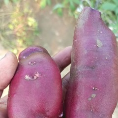 唐山棒哥农场紫薯 西瓜红红薯 河北沙地蜜薯5斤装