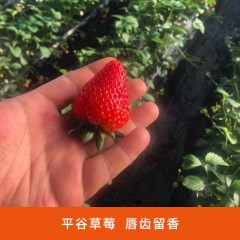 北京平谷红颜草莓（现摘现发，无膨大剂）
