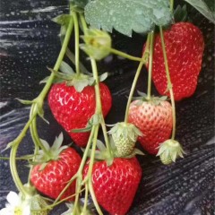 北京平谷红颜草莓（现摘现发，无膨大剂）