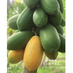 S2_【顺丰包邮】火山炎木瓜产自广东雷州(4.8-5斤)