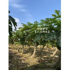 S2_【顺丰包邮】火山炎木瓜产自广东雷州(4.8-5斤)