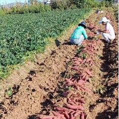农家自种西瓜红红薯（北京顺义沙子营）10斤装