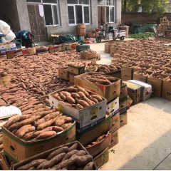 农家自种西瓜红红薯（北京顺义沙子营）10斤装