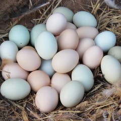 S9_黄壳谷物鸡蛋&绿壳蛋（20枚、30枚、40枚随意选)
