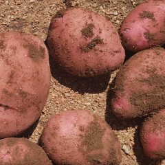 【本周新挖】内蒙古乌兰察布农村红皮土豆5斤装（农家肥种植、顺丰包邮）