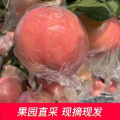 【预售】山西万荣苹果10斤*10箱（苹果熟了，尽快集采）