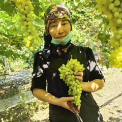 新疆吐鲁番无核白葡萄4.5-5斤装 （下单后3-5天西安仓顺丰发货）