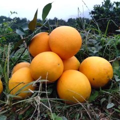 湖南怀化纽荷尔脐橙10斤装（产地直发，新鲜到家）