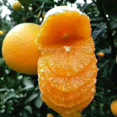 湖南怀化纽荷尔脐橙10斤装（产地直发，新鲜到家）