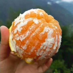 重庆巫山曲尺纽荷尔脐橙