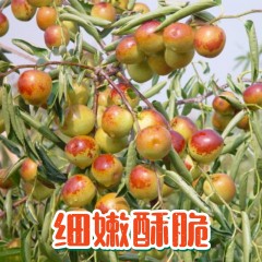 59_大荔温室冬枣（大果装3斤）