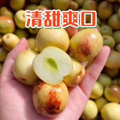 60_大荔温室冬枣（大果装5斤）